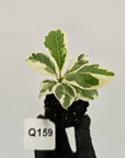 Ficus lyrata Variegata - Bare Bottom Baby