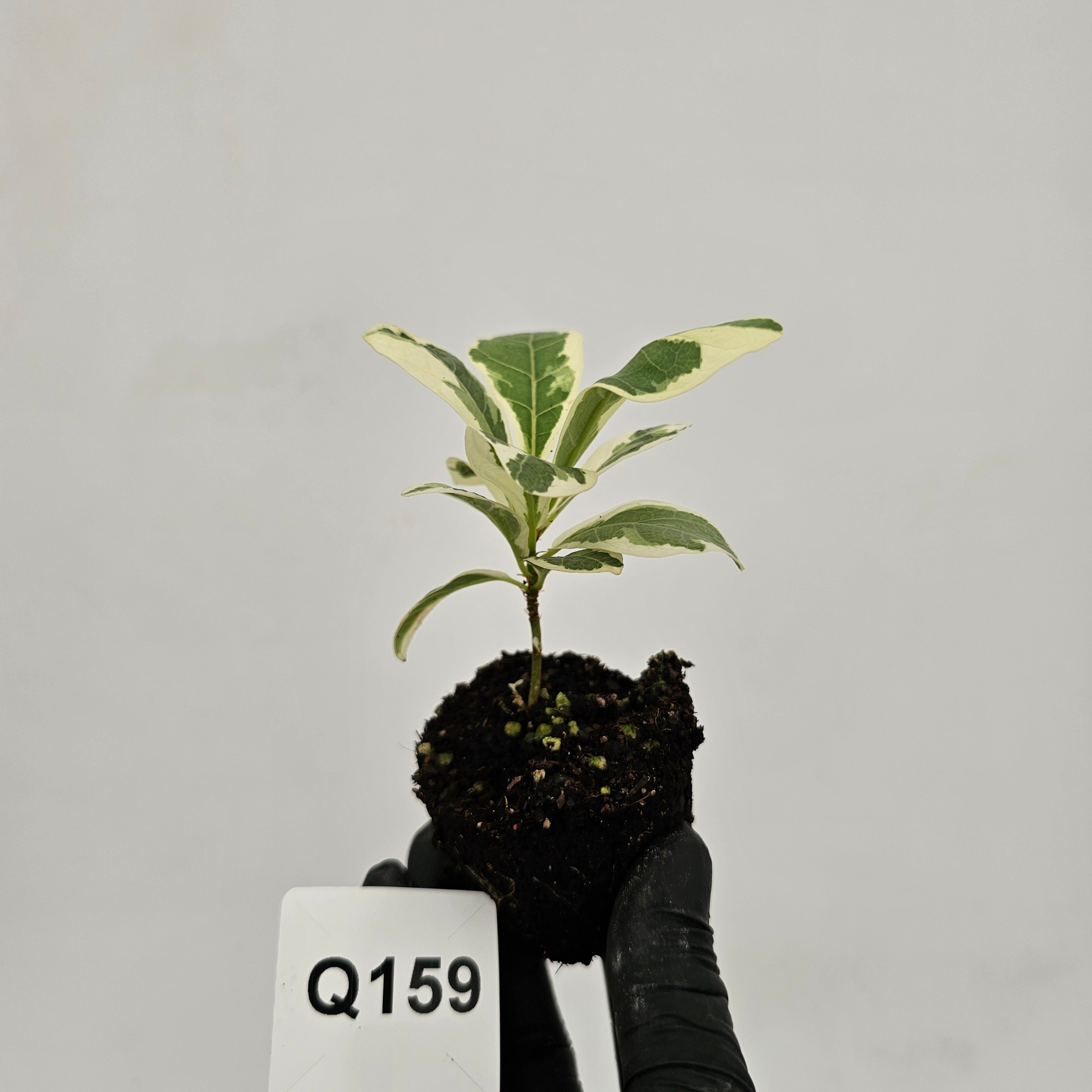 Ficus lyrata Variegata - Bare Bottom Baby