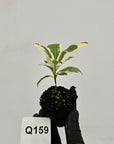 Ficus lyrata Variegata - Bare Bottom Baby