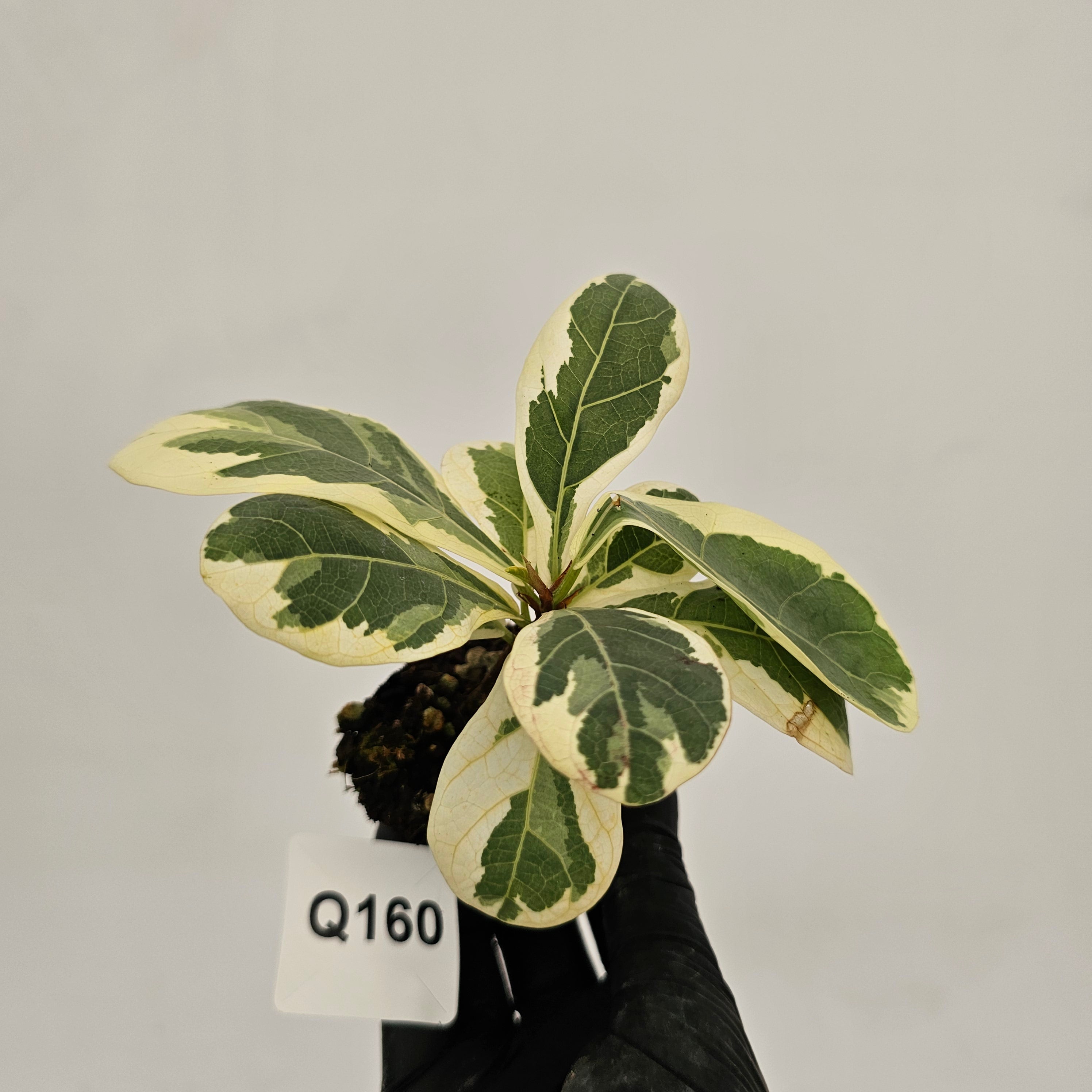 Ficus lyrata Variegata - Bare Bottom Baby