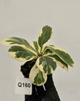 Ficus lyrata Variegata - Bare Bottom Baby