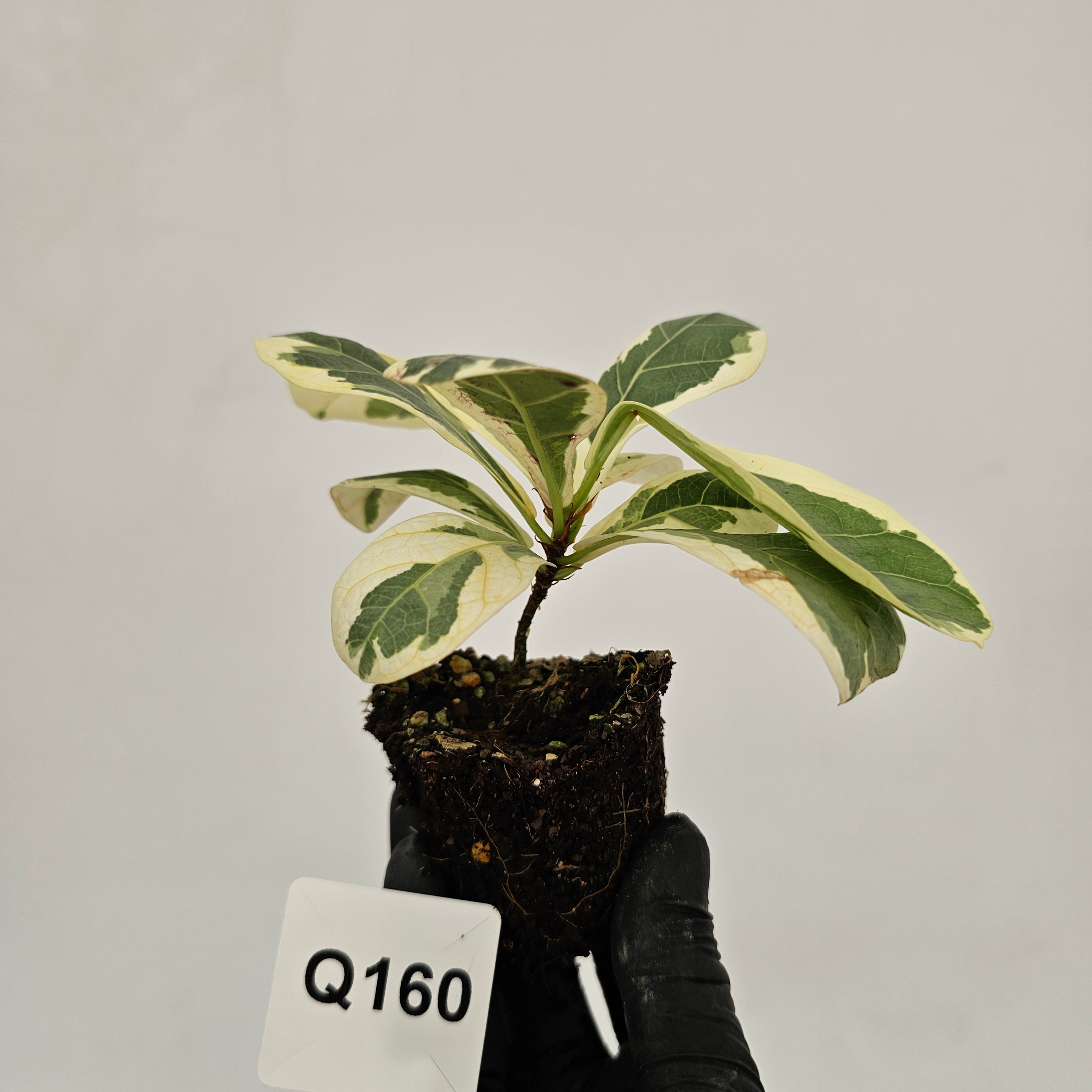 Ficus lyrata Variegata - Bare Bottom Baby