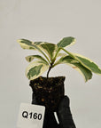 Ficus lyrata Variegata - Bare Bottom Baby
