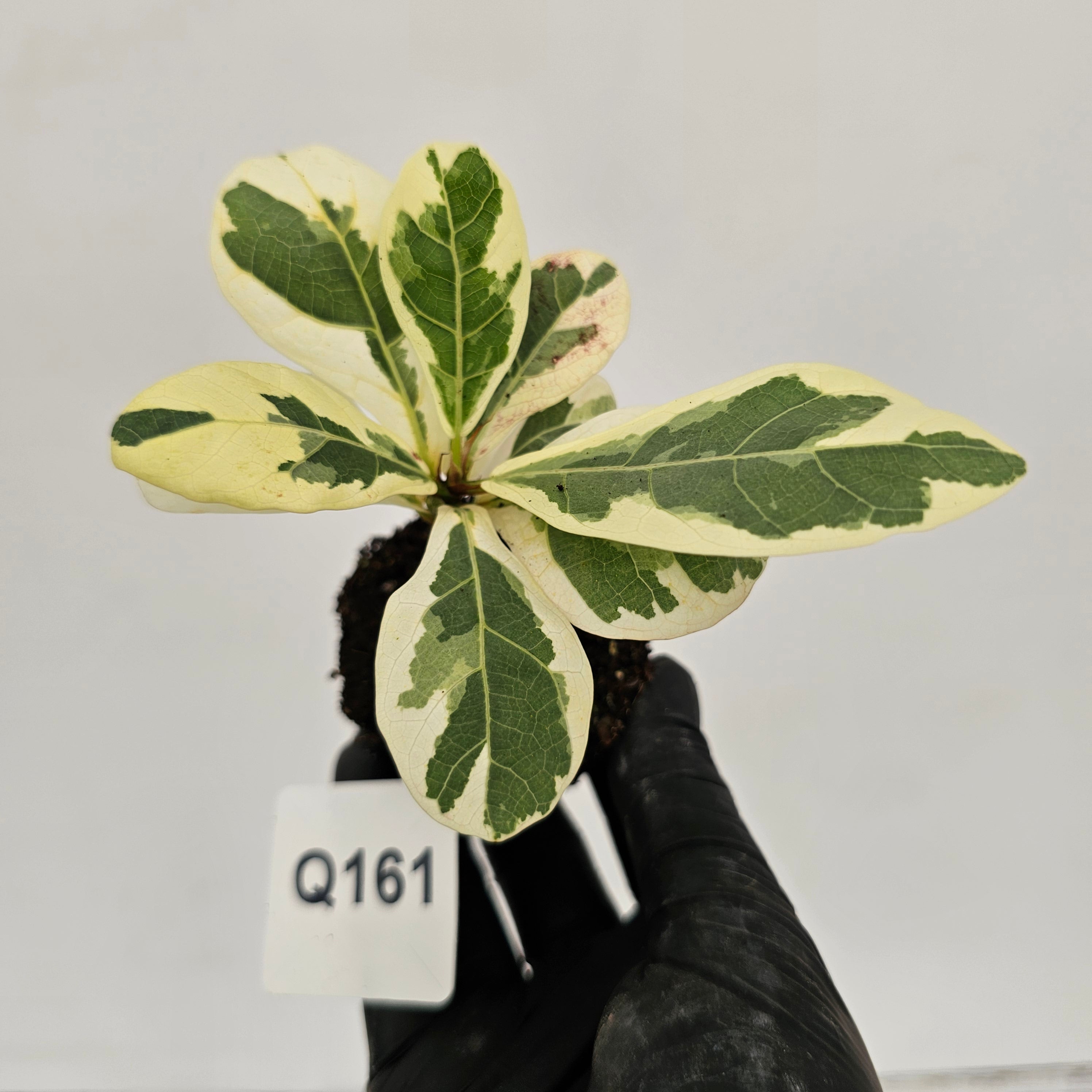 Ficus lyrata Variegata - Bare Bottom Baby