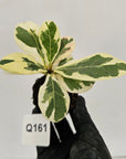 Ficus lyrata Variegata - Bare Bottom Baby
