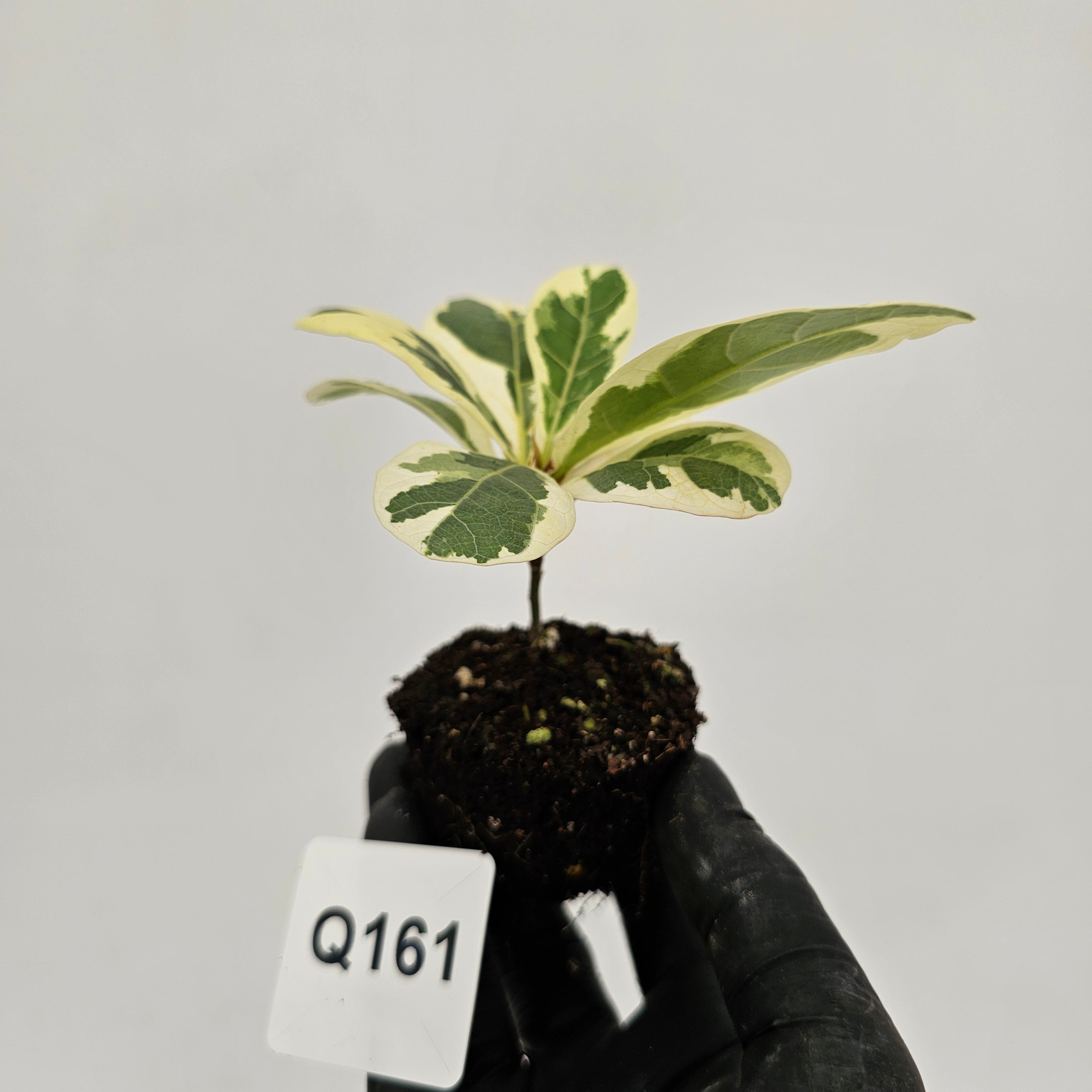Ficus lyrata Variegata - Bare Bottom Baby