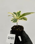 Ficus lyrata Variegata - Bare Bottom Baby
