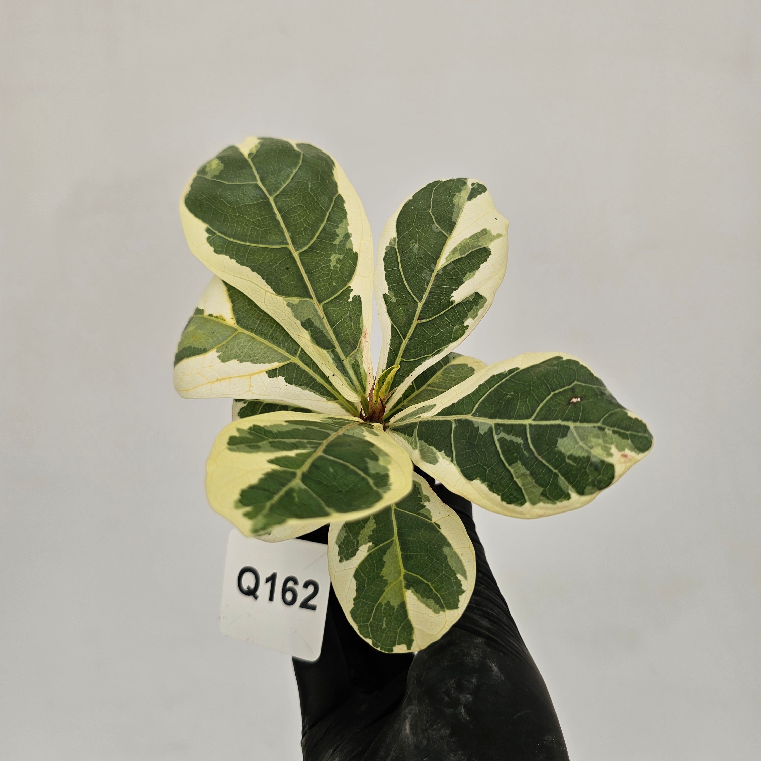 Ficus lyrata Variegata - Bare Bottom Baby