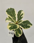 Ficus lyrata Variegata - Bare Bottom Baby
