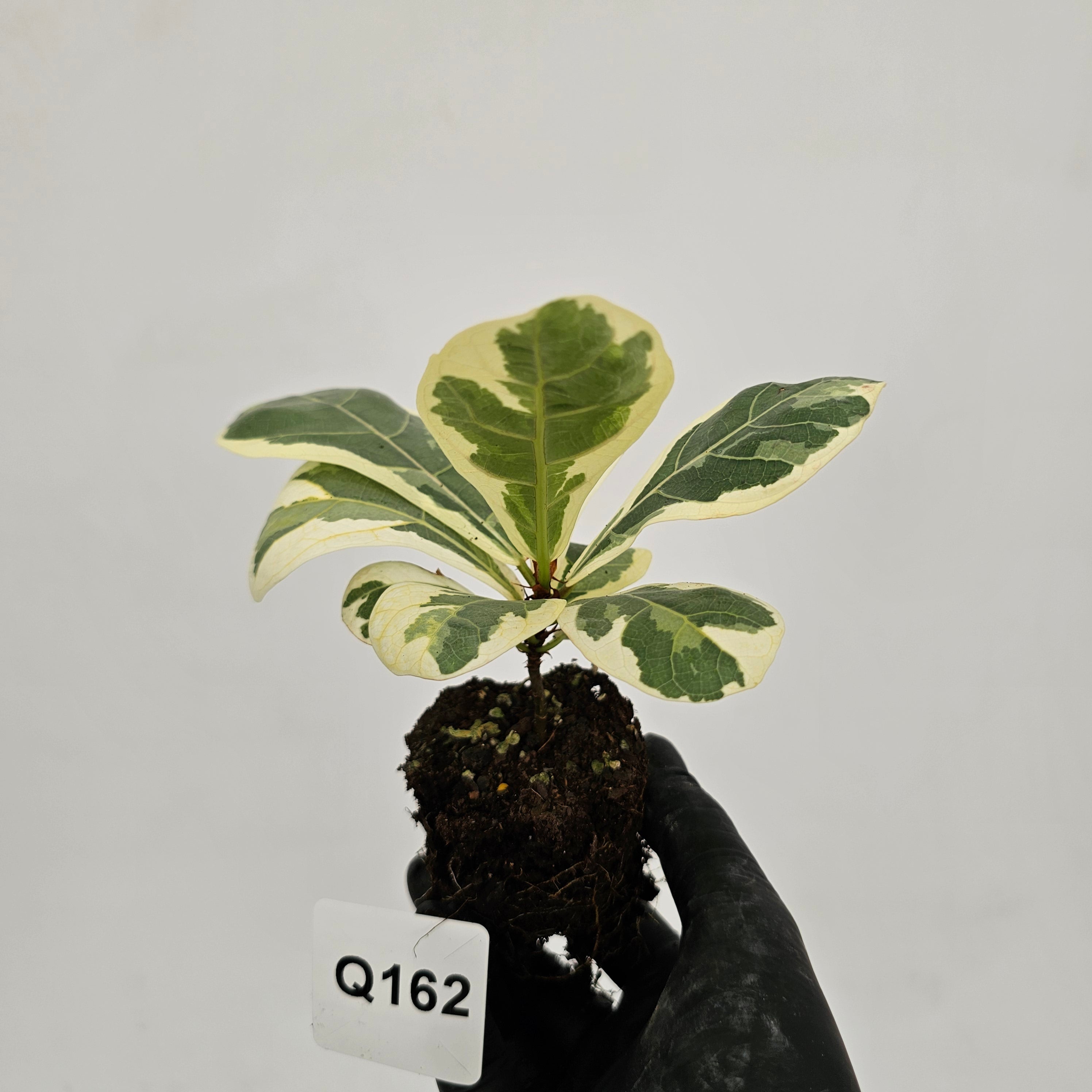 Ficus lyrata Variegata - Bare Bottom Baby