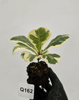 Ficus lyrata Variegata - Bare Bottom Baby