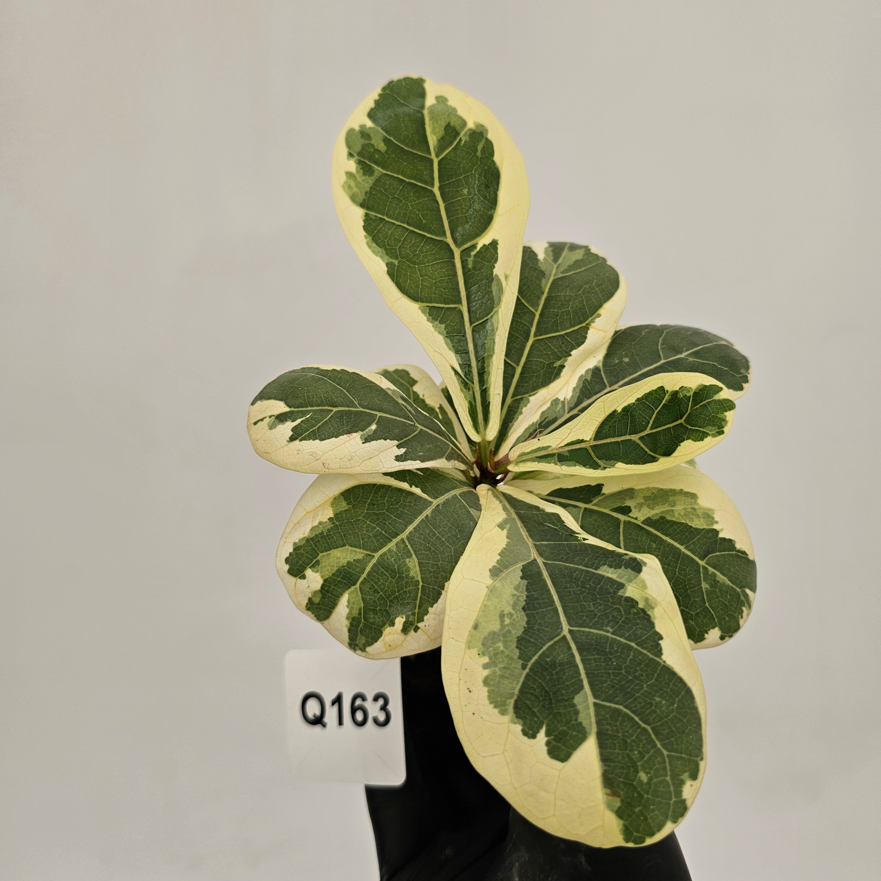 Ficus lyrata Variegata - Bare Bottom Baby