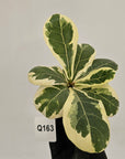 Ficus lyrata Variegata - Bare Bottom Baby