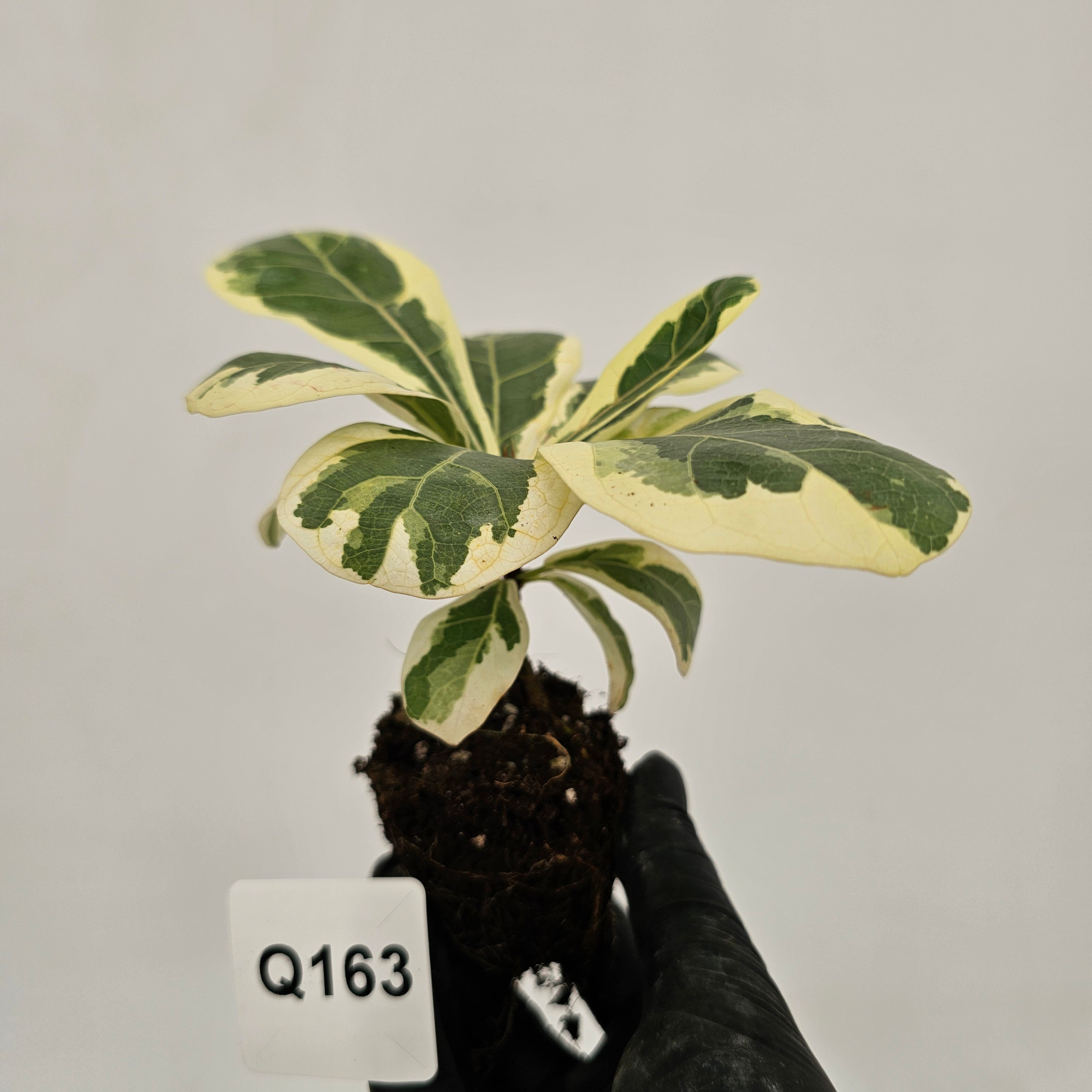 Ficus lyrata Variegata - Bare Bottom Baby