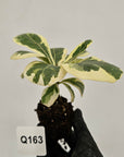 Ficus lyrata Variegata - Bare Bottom Baby