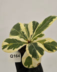 Ficus lyrata Variegata - Bare Bottom Baby
