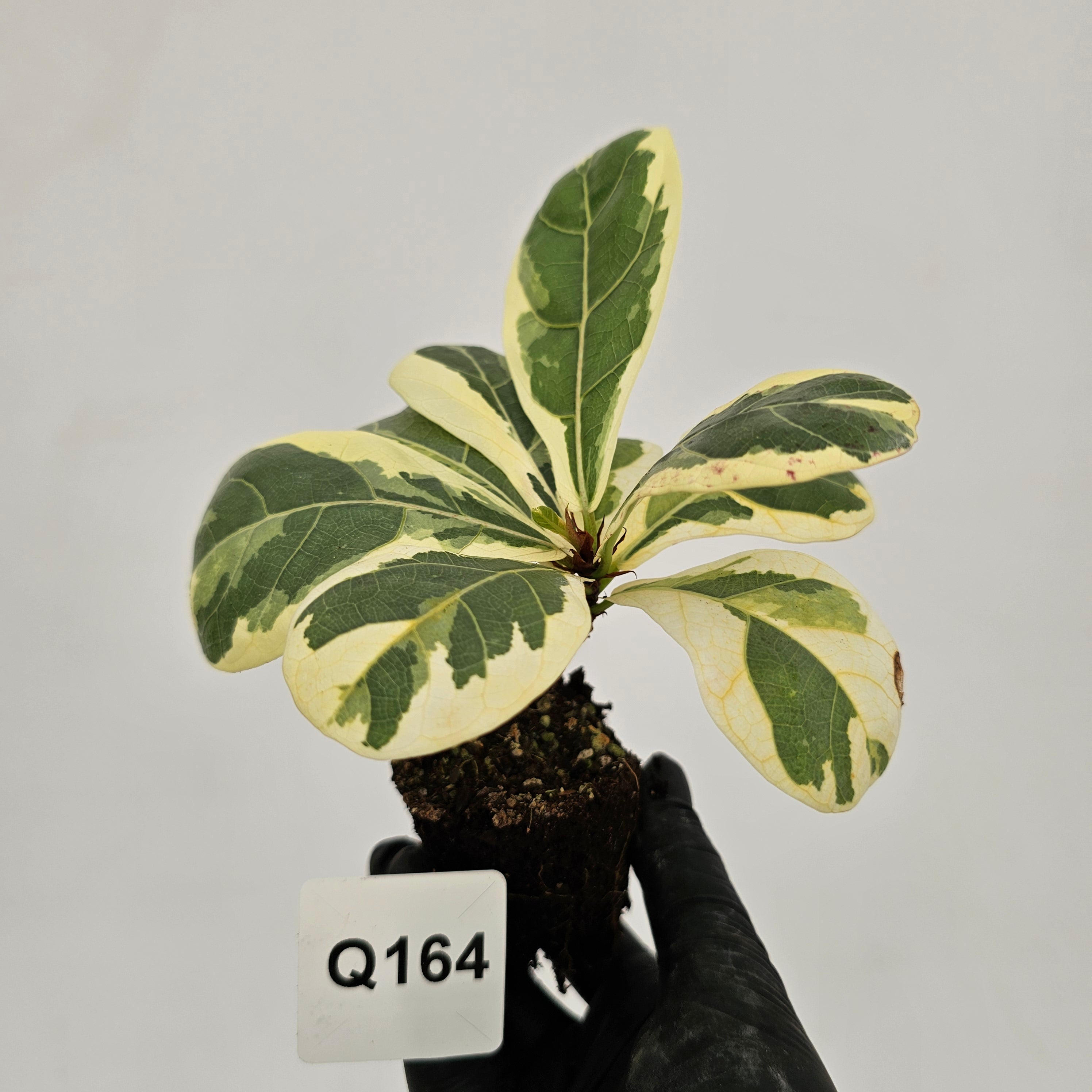 Ficus lyrata Variegata - Bare Bottom Baby