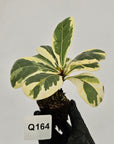 Ficus lyrata Variegata - Bare Bottom Baby