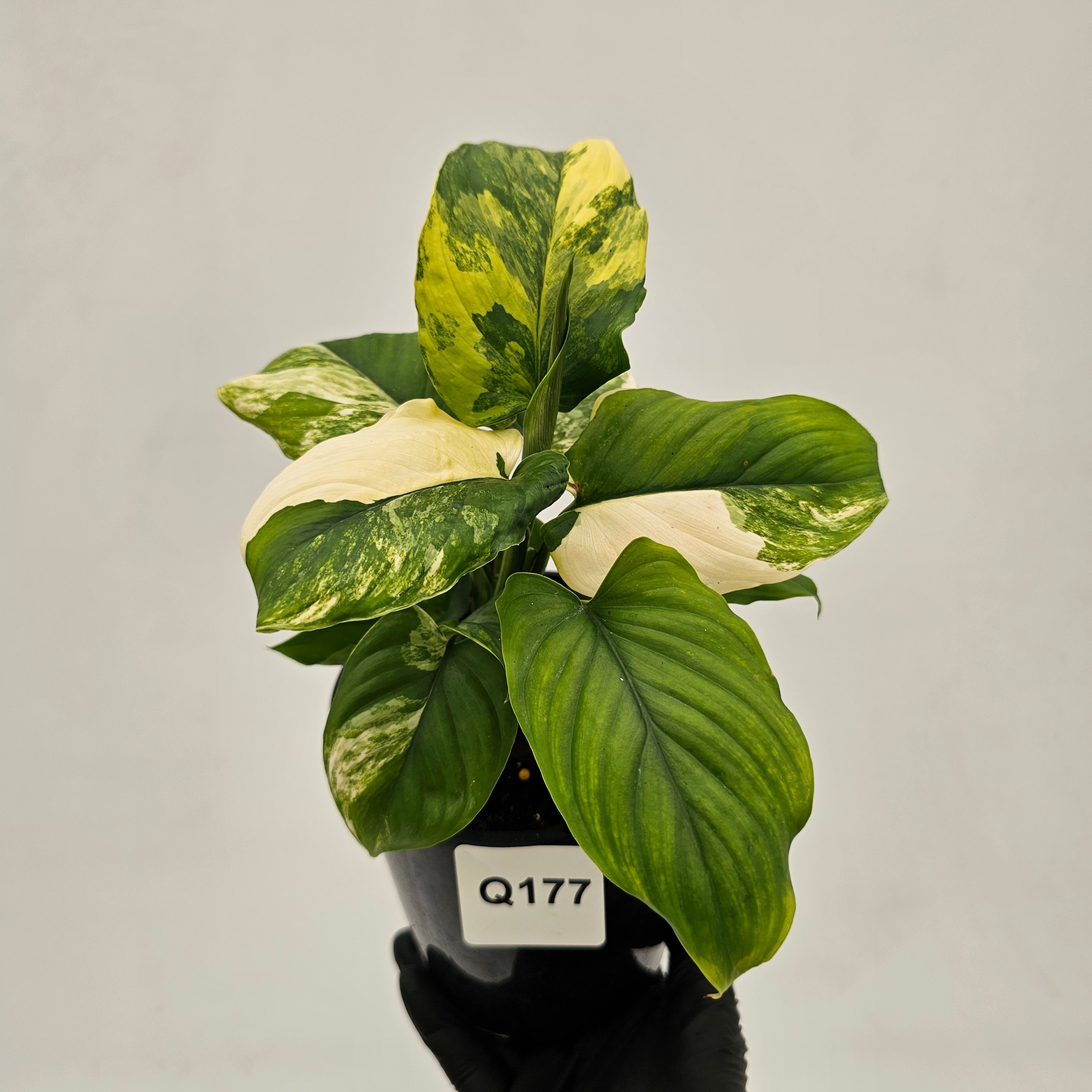 Homalomena rubescens Variegata