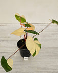 Homalomena rubescens Variegata