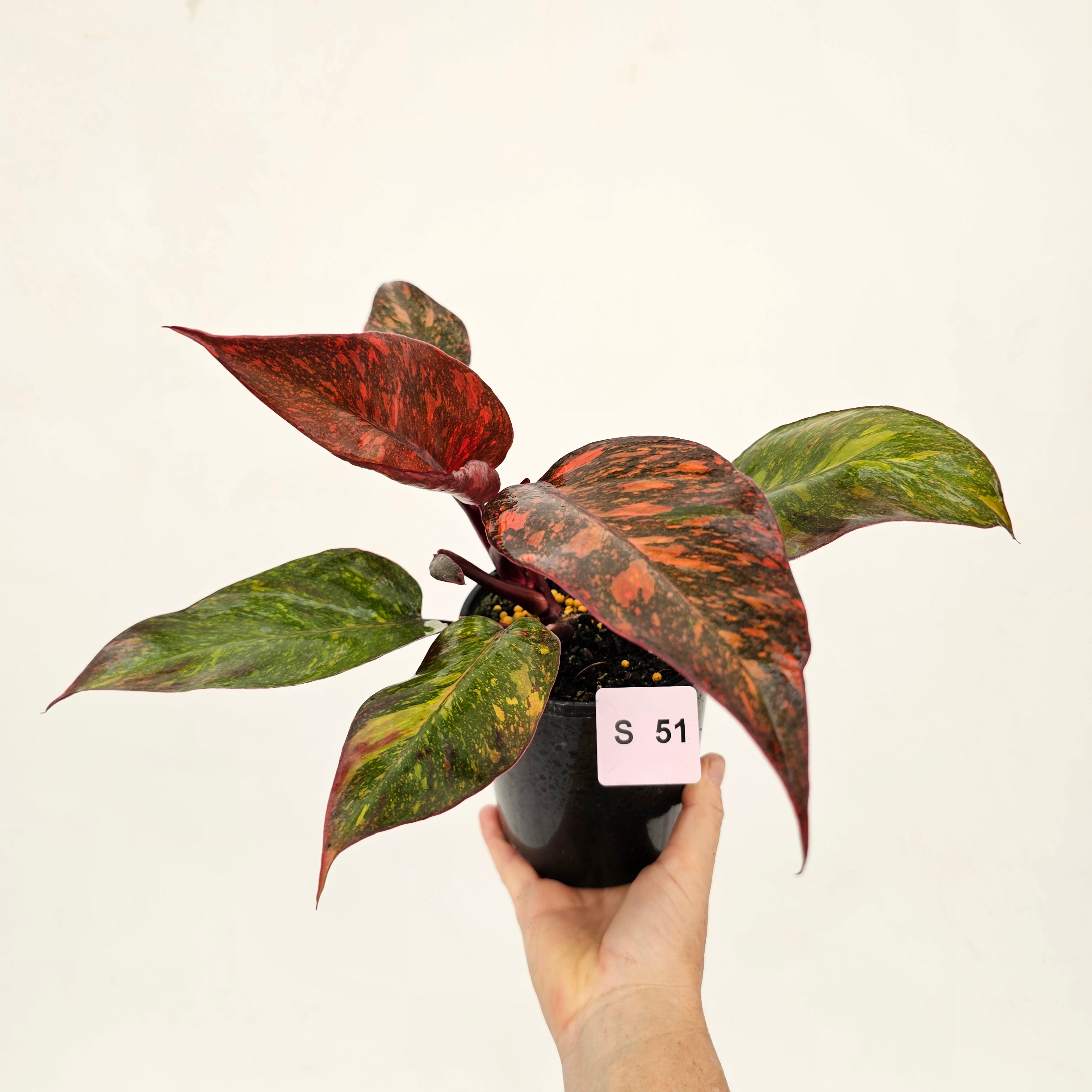 Philodendron &#39;Orange Princess&#39;