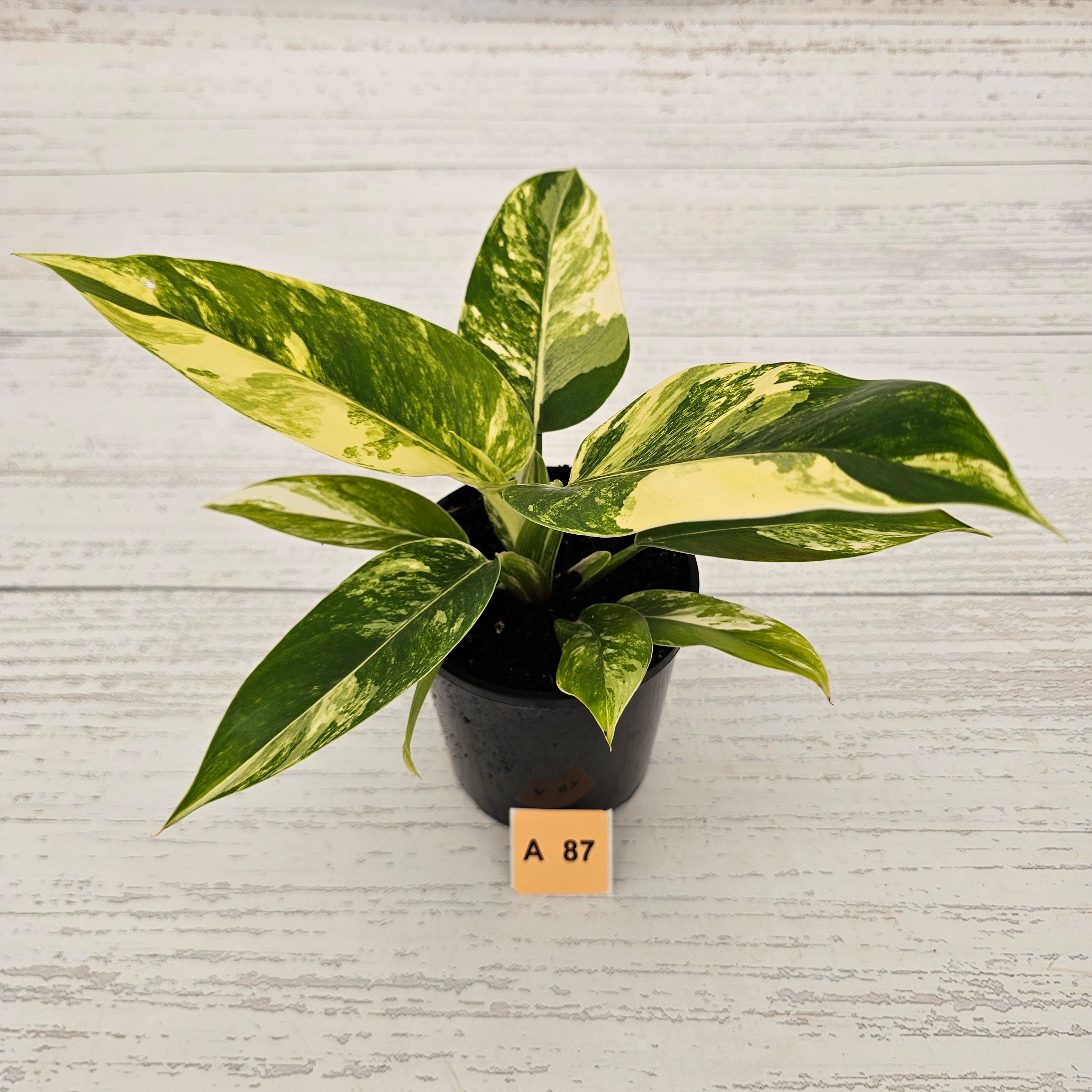 Philodendron imperial green variegata