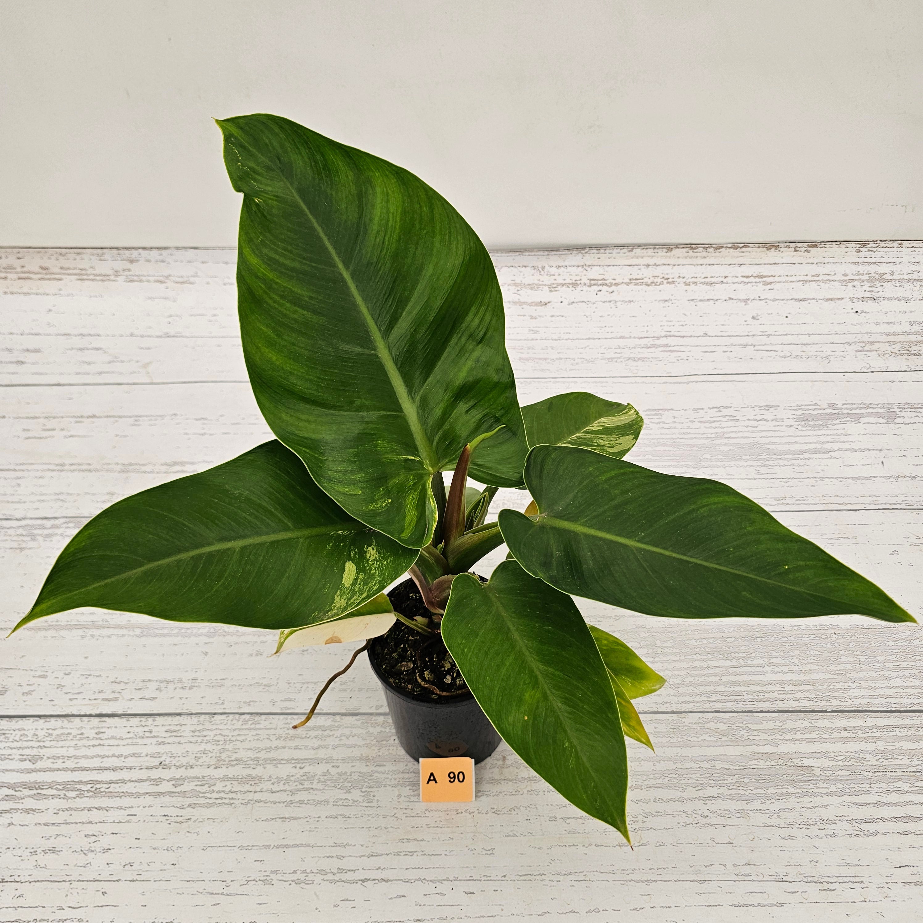 Philodendron imperial green variegata