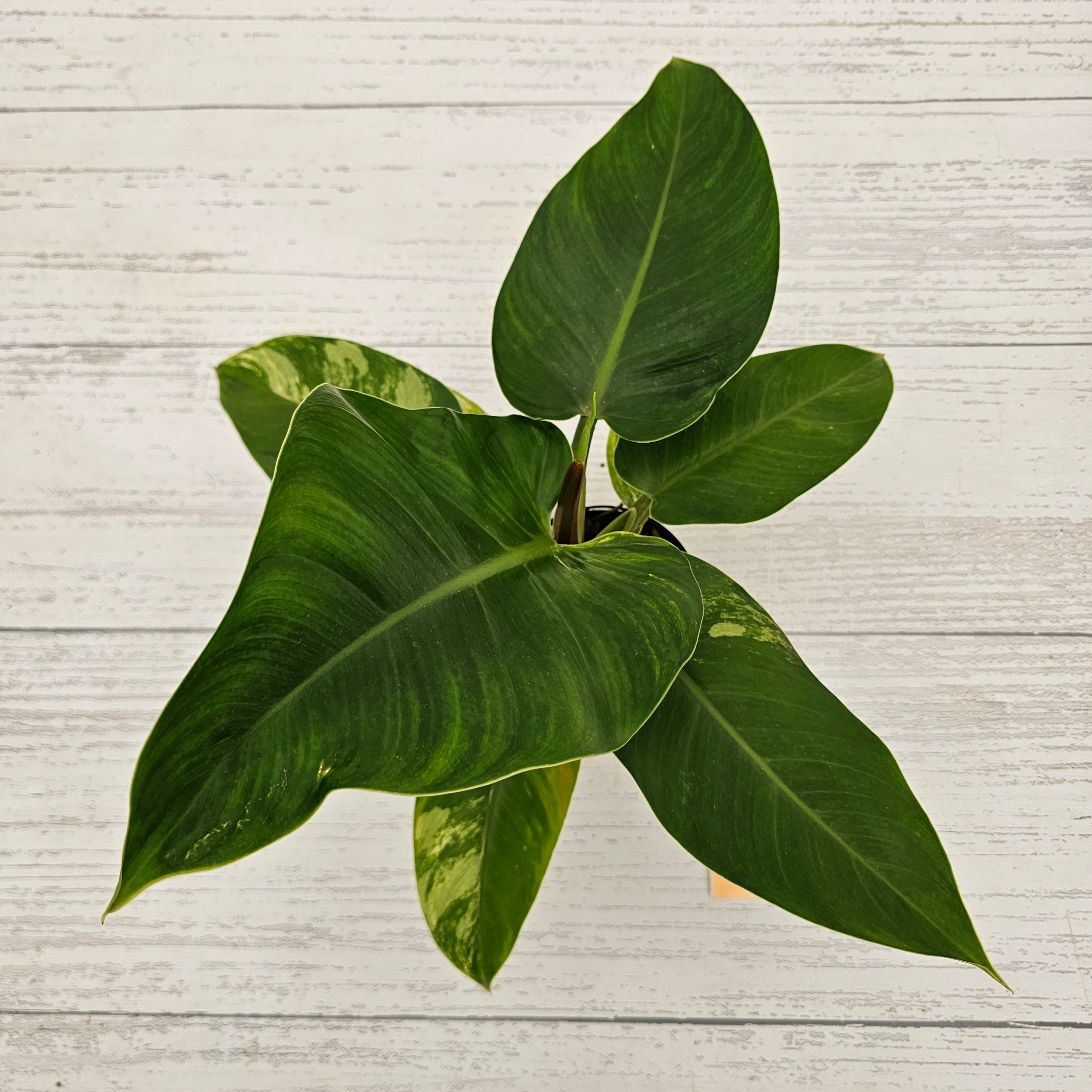 Philodendron imperial green variegata