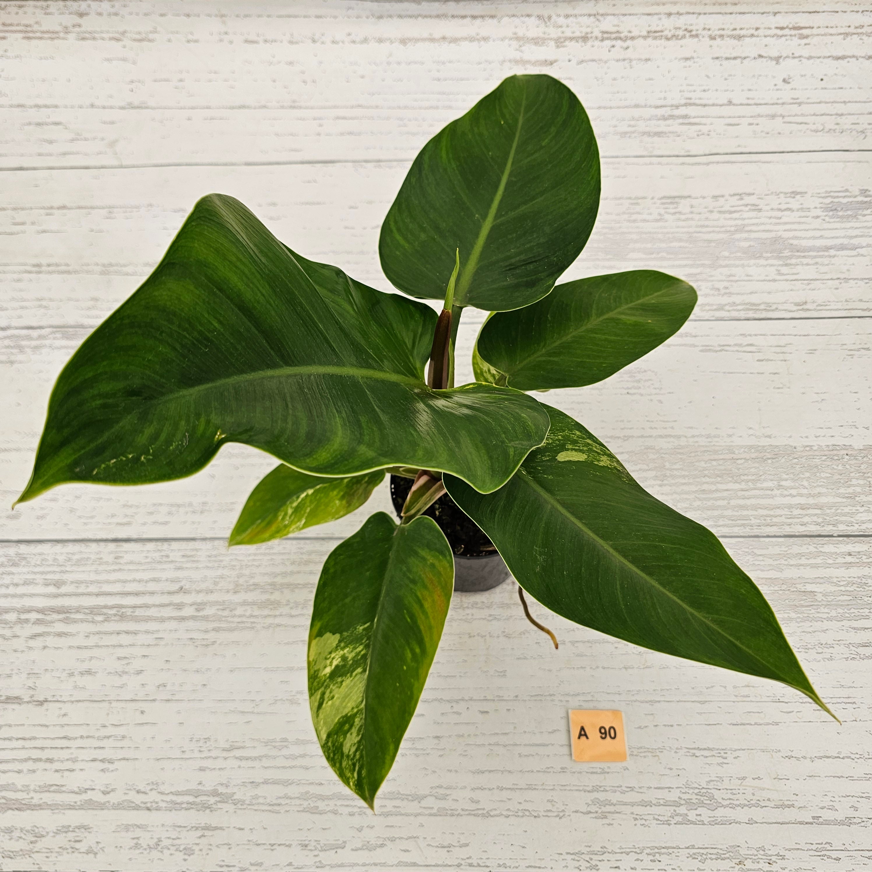 Philodendron imperial green variegata