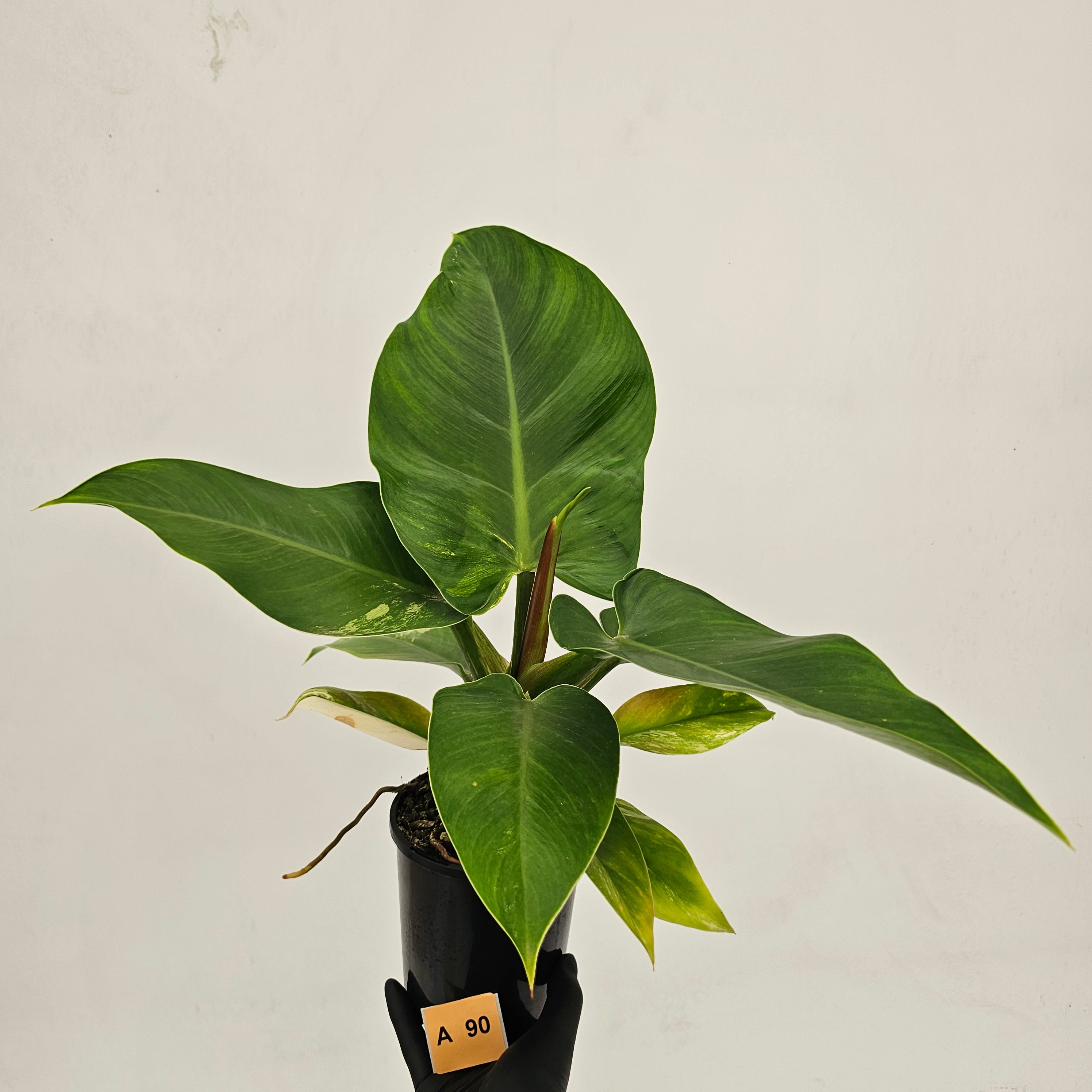 Philodendron imperial green variegata