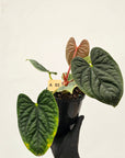 Anthurium Luxurians