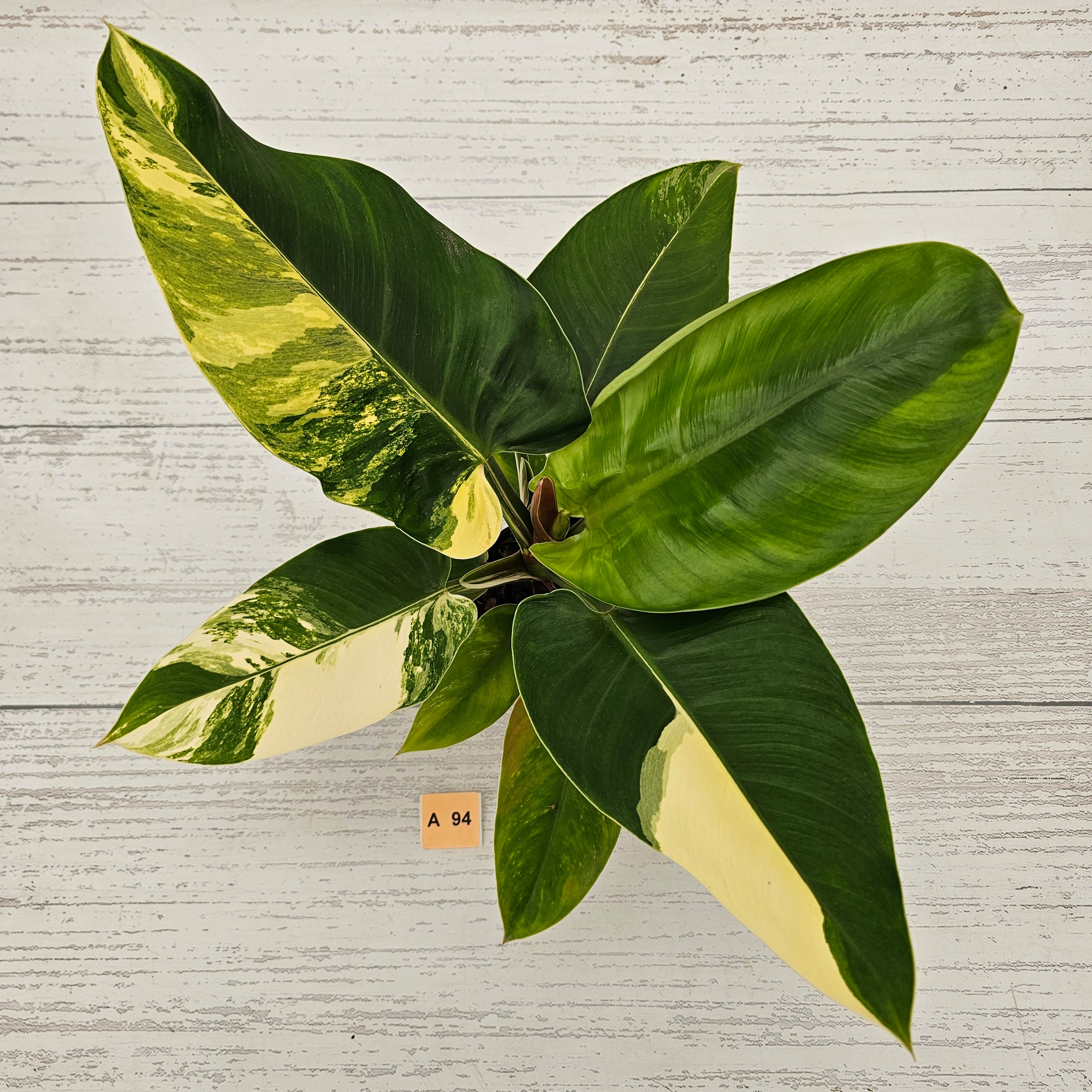 Philodendron imperial green variegata