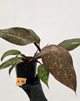 Philodendron 'Orange Princess'