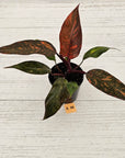 Philodendron 'Orange Princess'