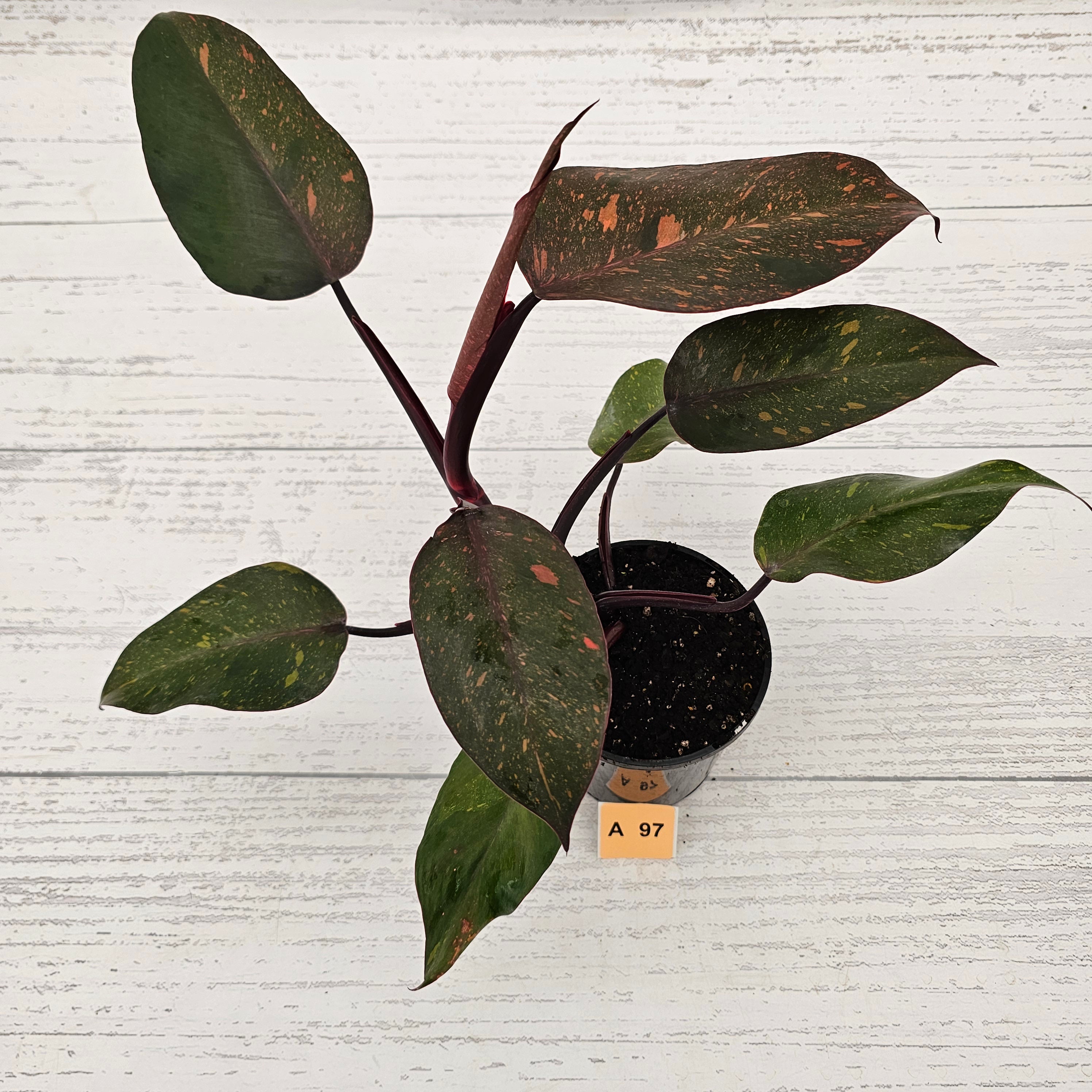 Philodendron &#39;Orange Princess&#39;