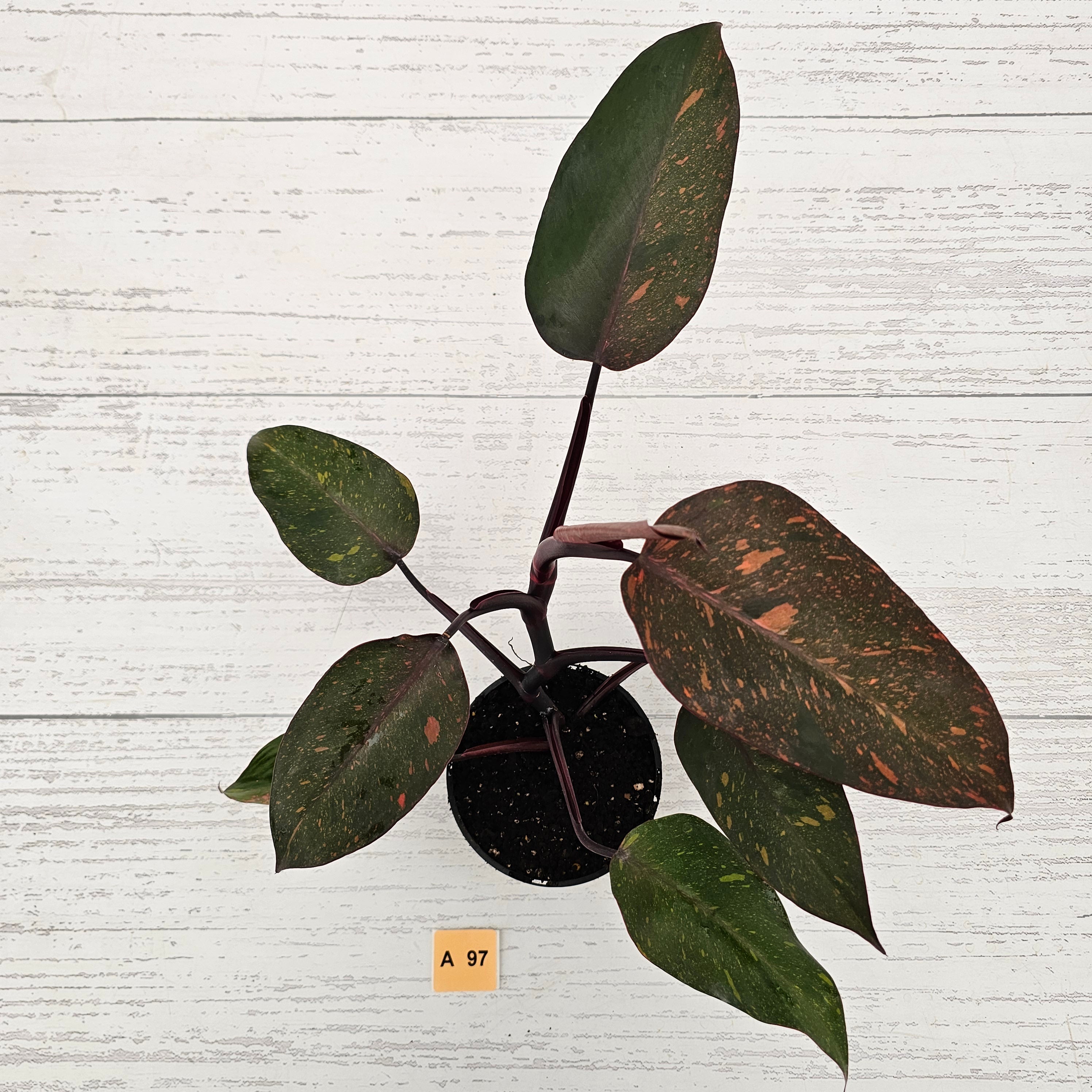 Philodendron &#39;Orange Princess&#39;