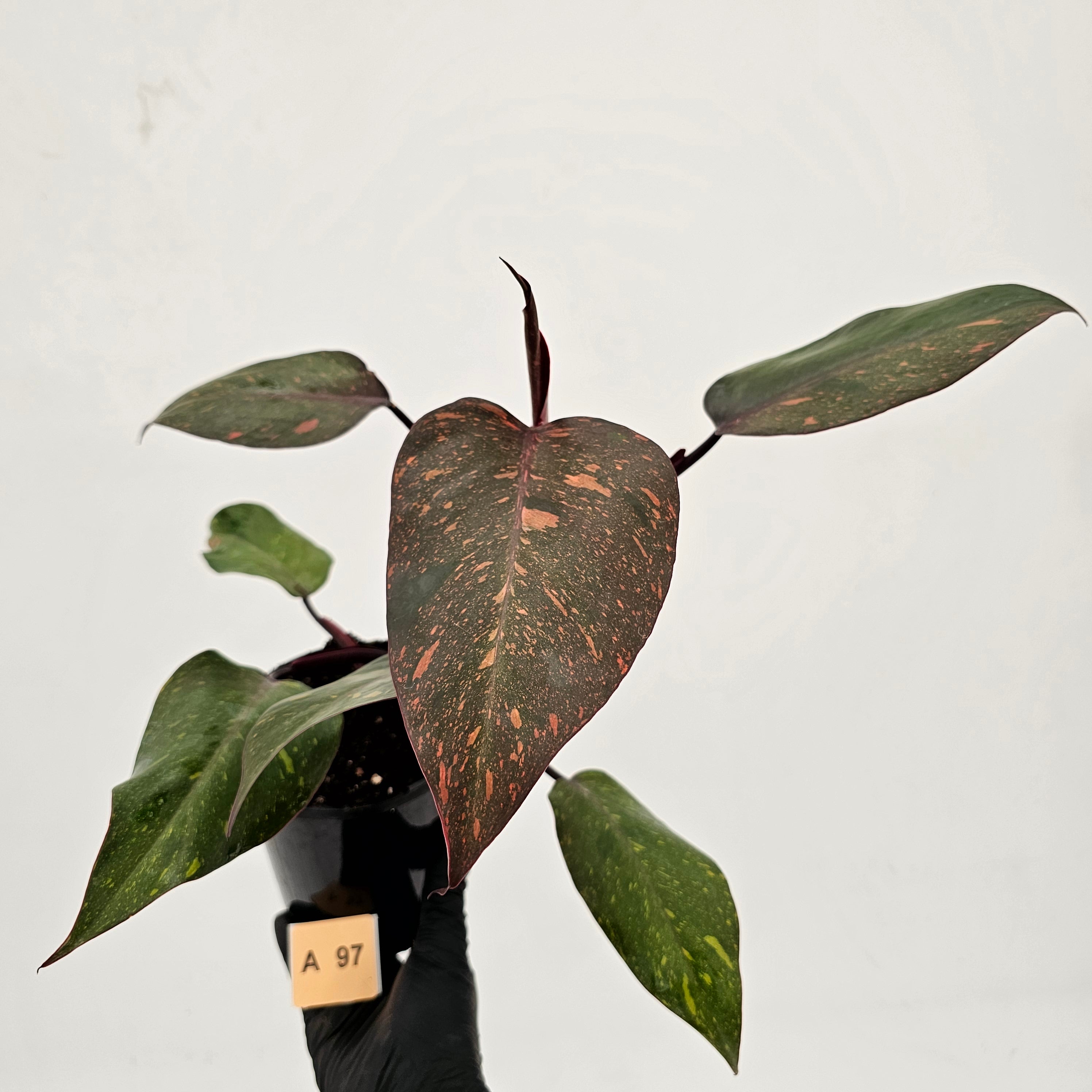 Philodendron &#39;Orange Princess&#39;