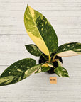 Philodendron Green Congo Variegata (Nuclear)
