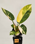 Philodendron Green Congo Variegata (Nuclear)