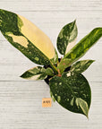 Philodendron Green Congo Variegata (Nuclear)