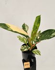 Philodendron Green Congo Variegata (Nuclear)