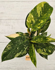Philodendron Green Congo Variegata (Nuclear)