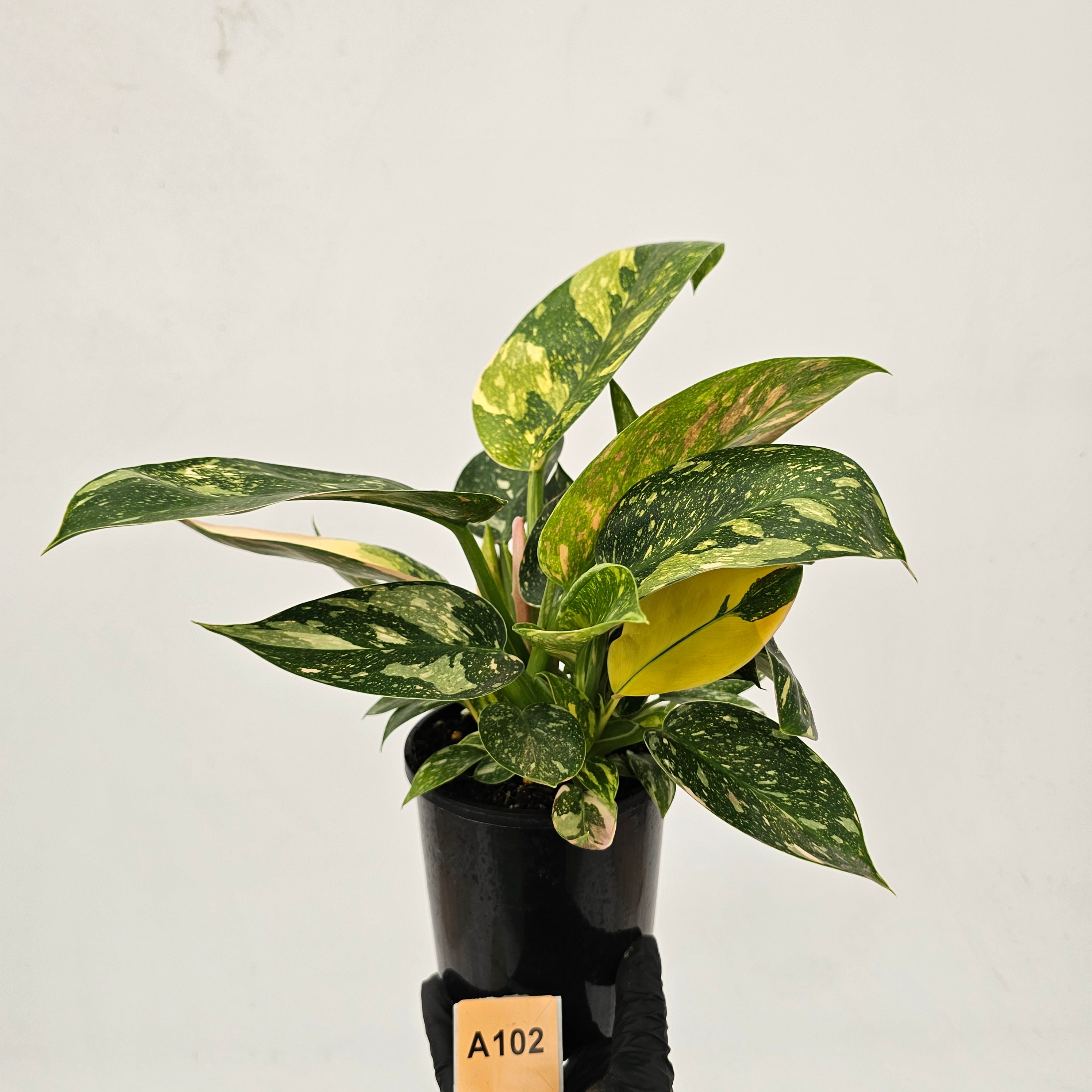 Philodendron Green Congo Variegata (Nuclear)