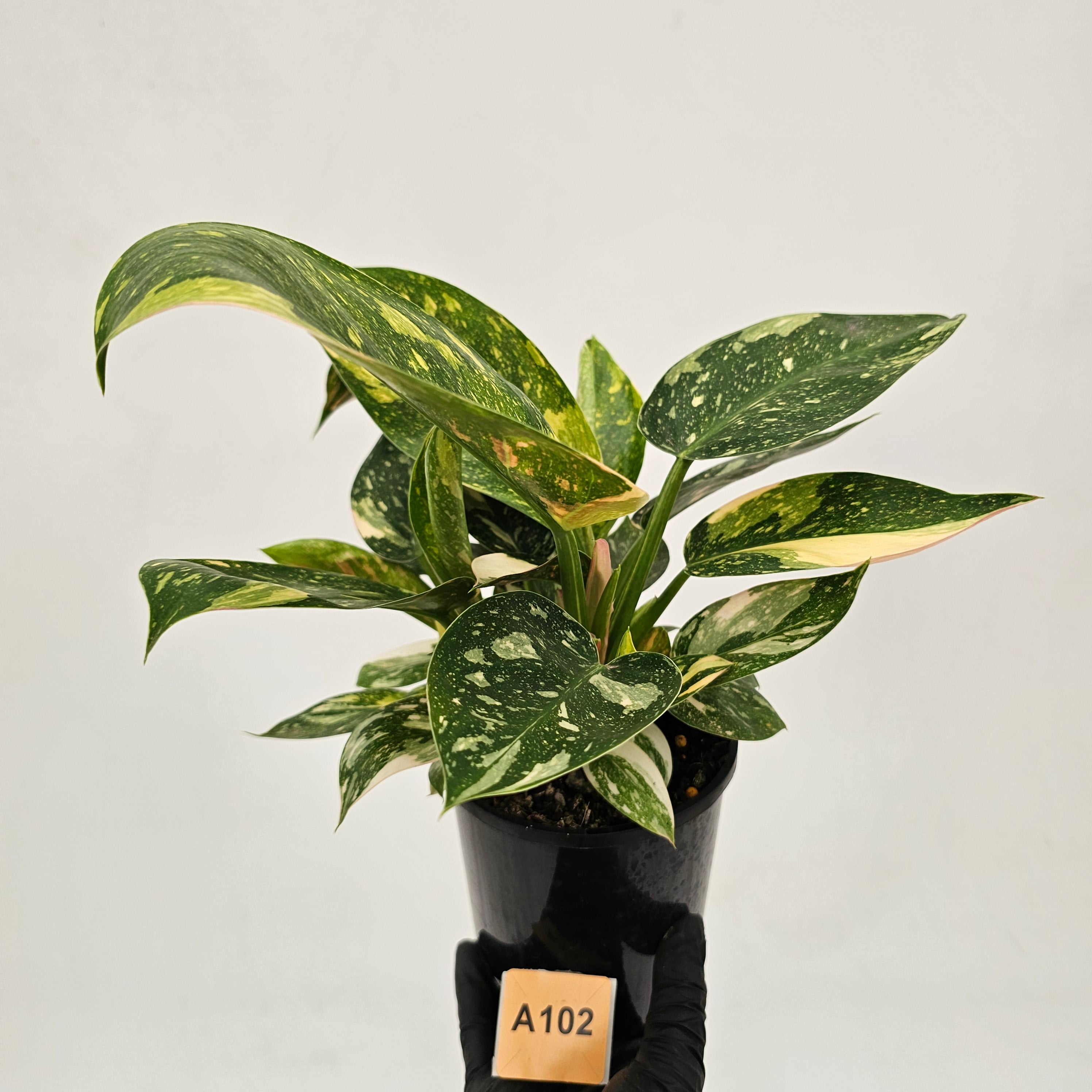 Philodendron Green Congo Variegata (Nuclear)