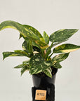 Philodendron Green Congo Variegata (Nuclear)
