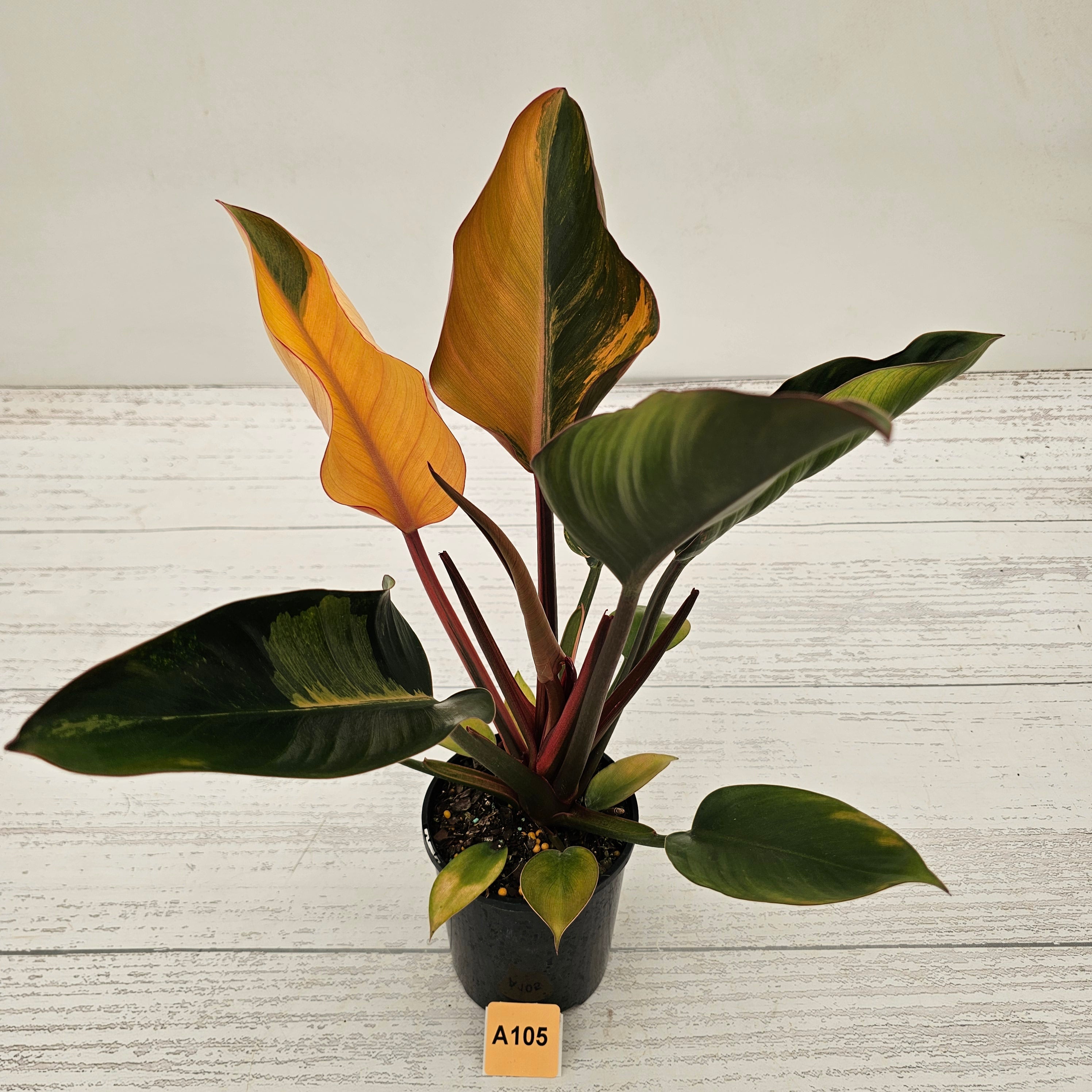 Philodendron &#39;Rojo Congo Variegated&#39;