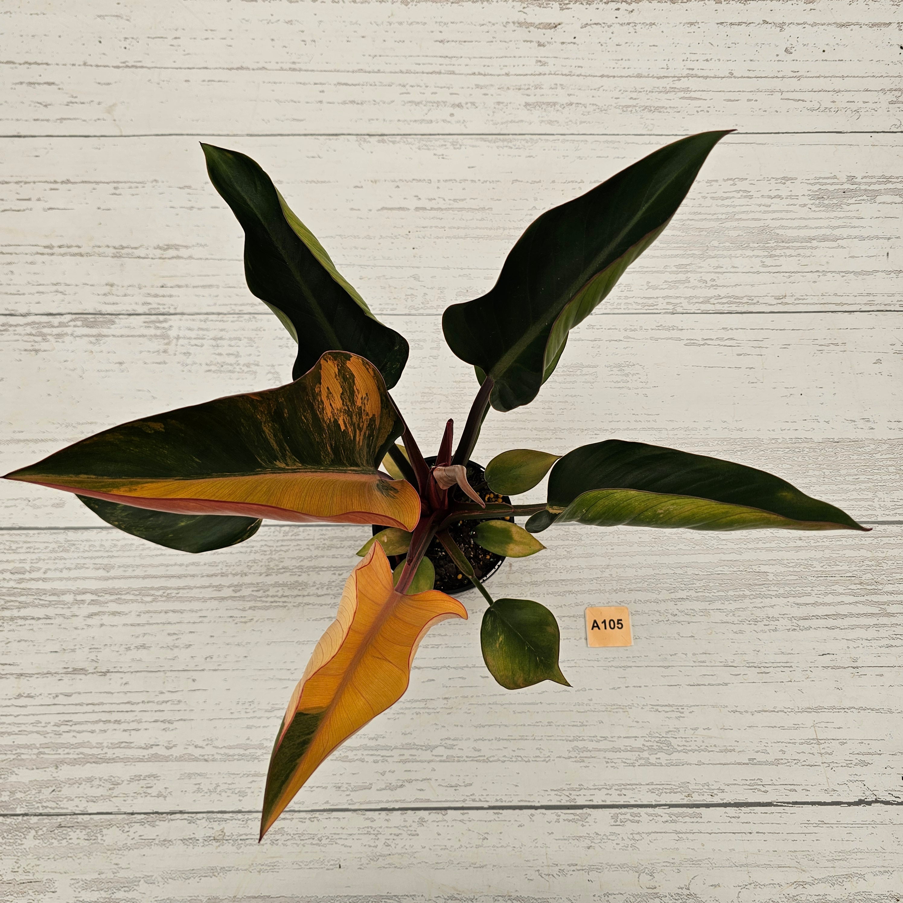 Philodendron &#39;Rojo Congo Variegated&#39;