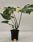 Monstera deliciosa Thai Constellation