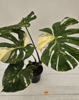 Monstera deliciosa Thai Constellation