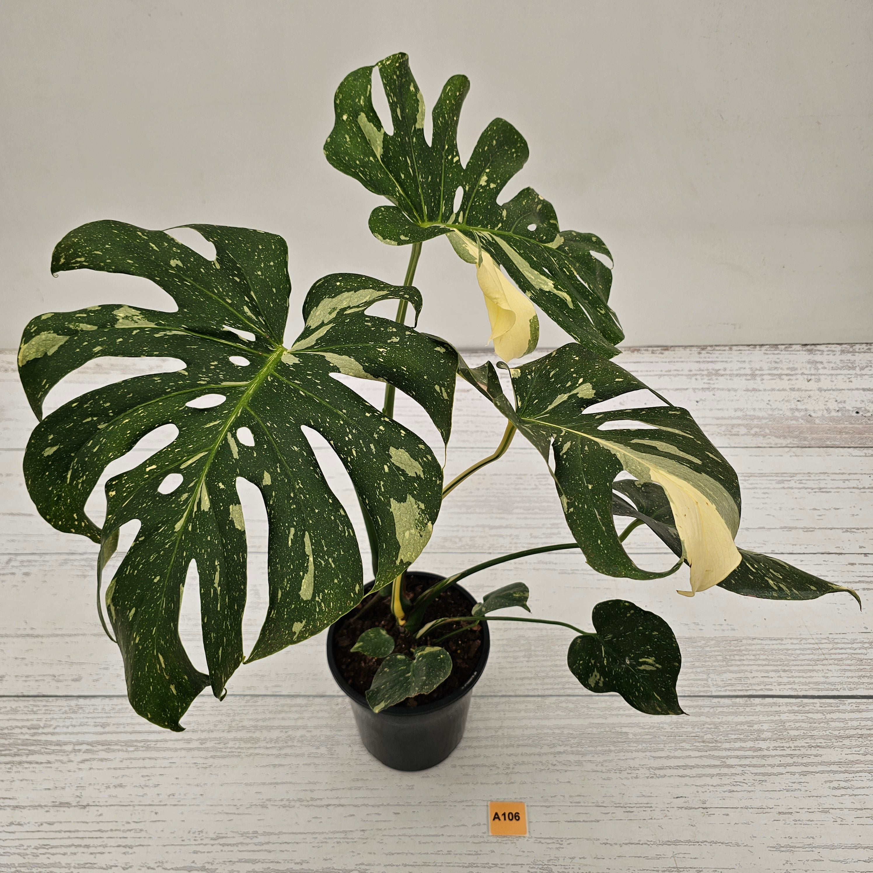 Monstera deliciosa Thai Constellation